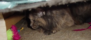 Olwyn hides under the bed.